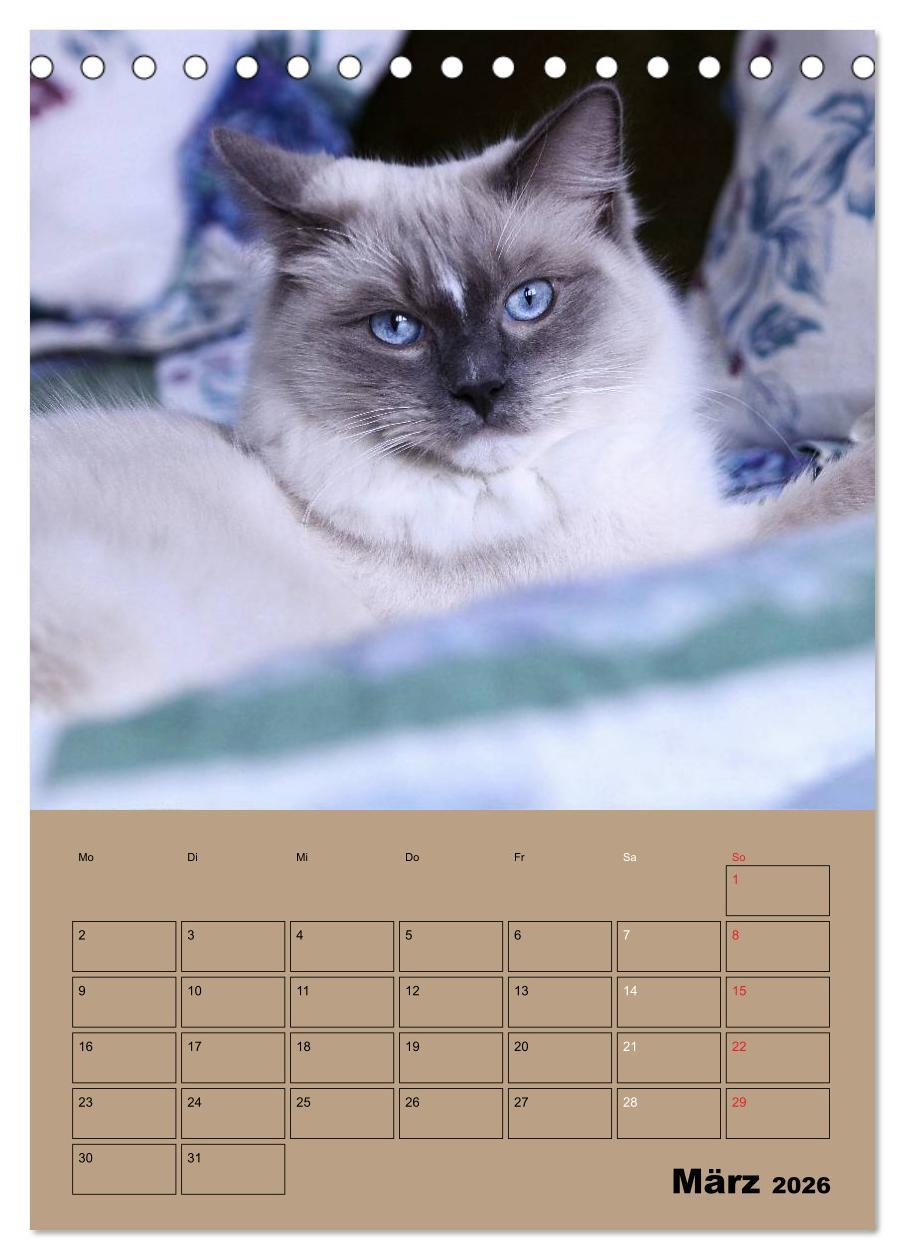 Beispielinhalt (Bild) Ragdolls zum Verlieben (Tischkalender 2026 DIN A5 hoch), CALVENDO Monatskalender