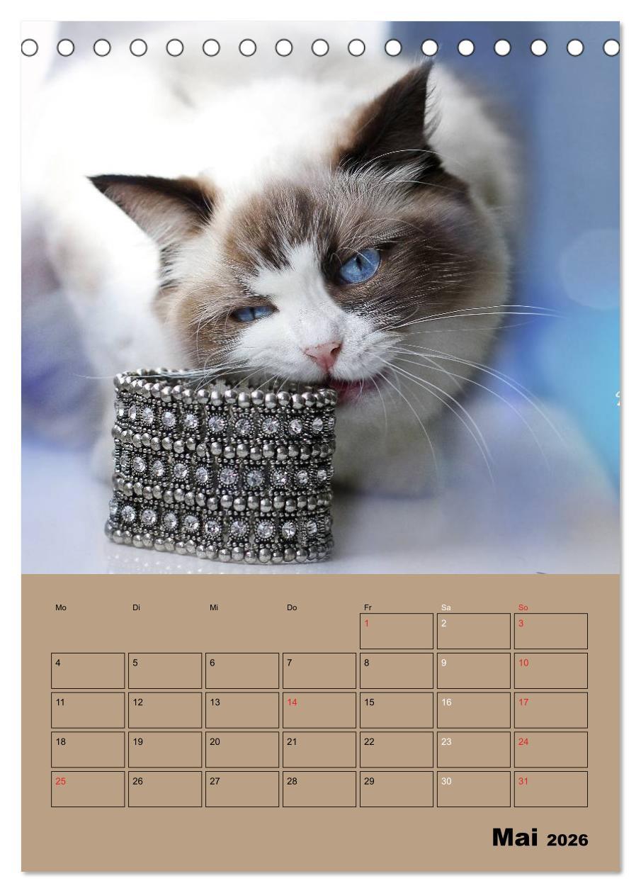 Beispielinhalt (Bild) Ragdolls zum Verlieben (Tischkalender 2026 DIN A5 hoch), CALVENDO Monatskalender