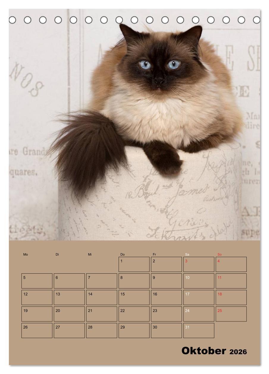 Beispielinhalt (Bild) Ragdolls zum Verlieben (Tischkalender 2026 DIN A5 hoch), CALVENDO Monatskalender