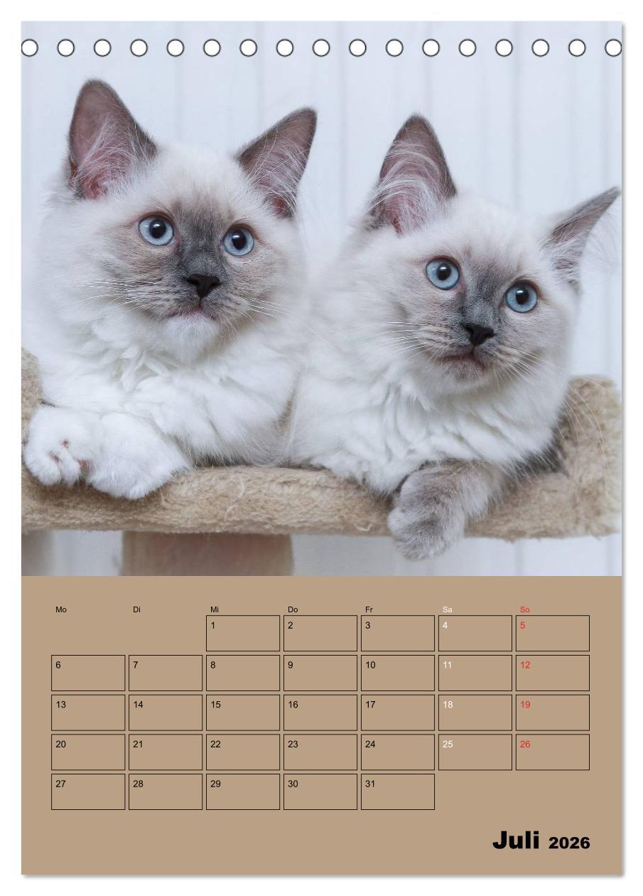 Beispielinhalt (Bild) Ragdolls zum Verlieben (Tischkalender 2026 DIN A5 hoch), CALVENDO Monatskalender