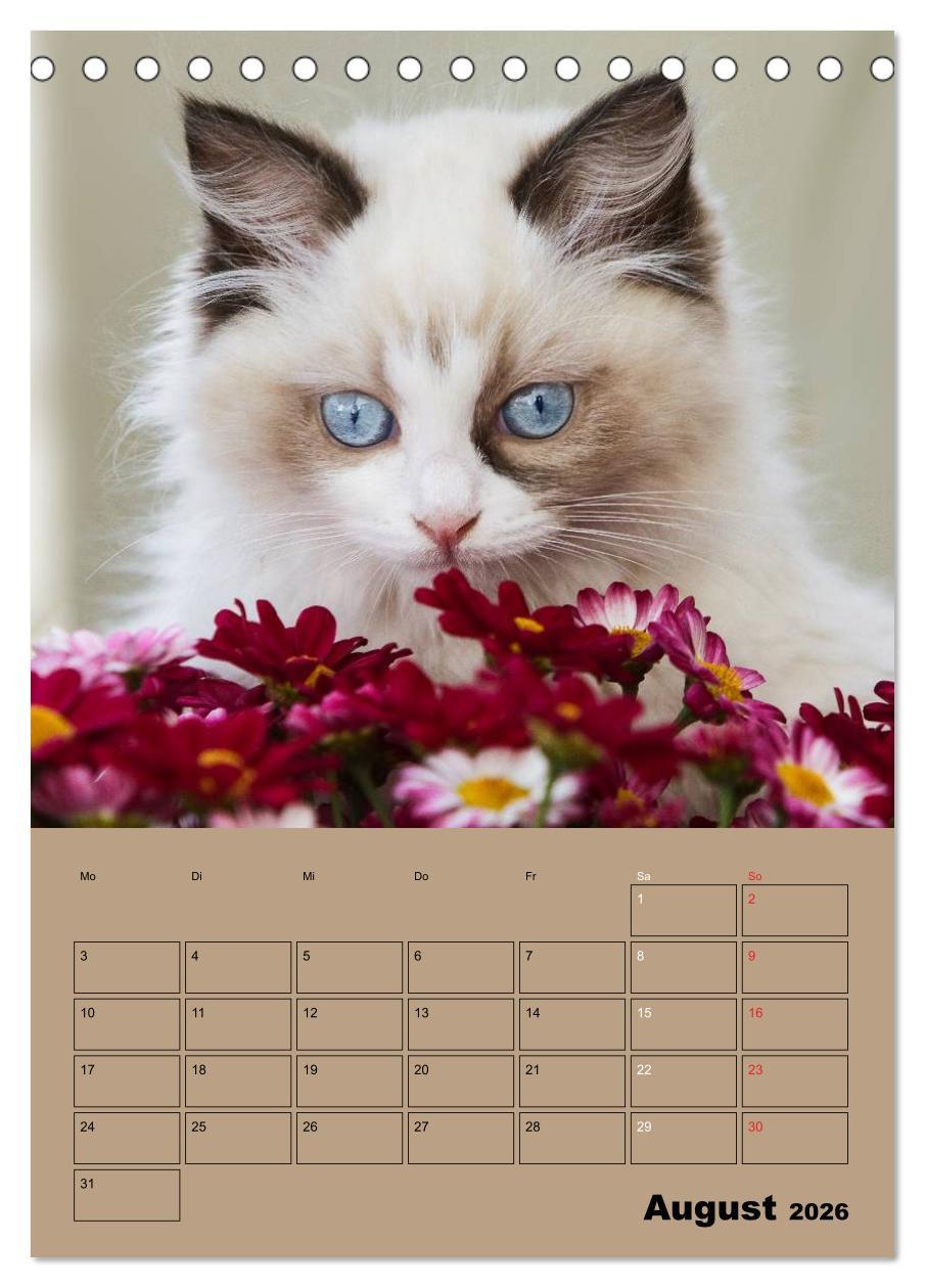 Beispielinhalt (Bild) Ragdolls zum Verlieben (Tischkalender 2026 DIN A5 hoch), CALVENDO Monatskalender