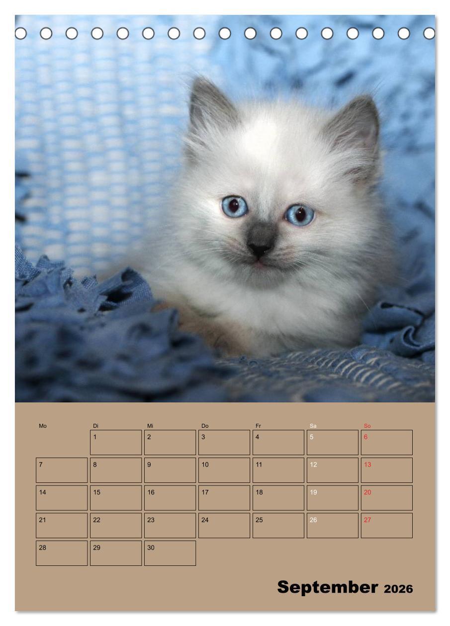 Beispielinhalt (Bild) Ragdolls zum Verlieben (Tischkalender 2026 DIN A5 hoch), CALVENDO Monatskalender