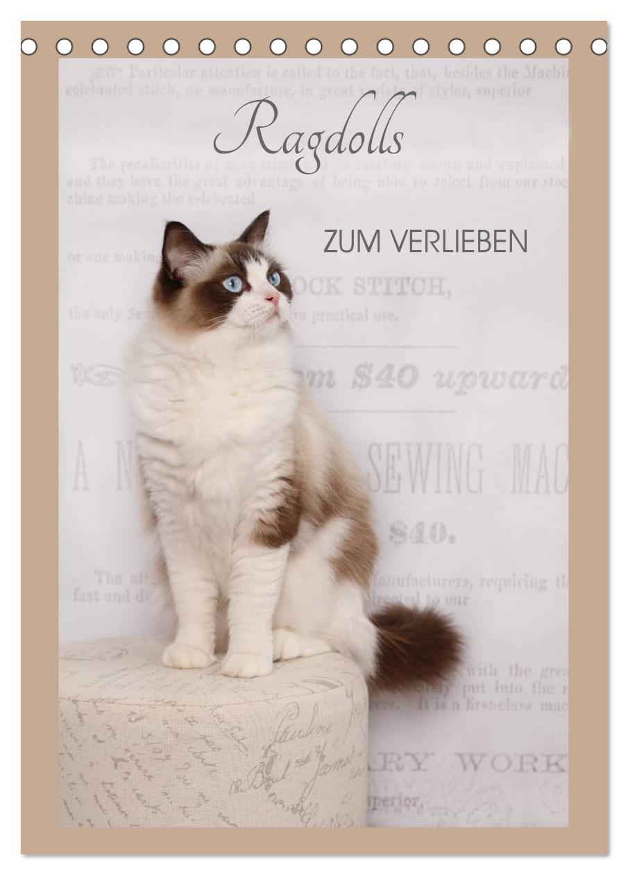 Vorderes Coverbild Ragdolls zum Verlieben (Tischkalender 2026 DIN A5 hoch), CALVENDO Monatskalender