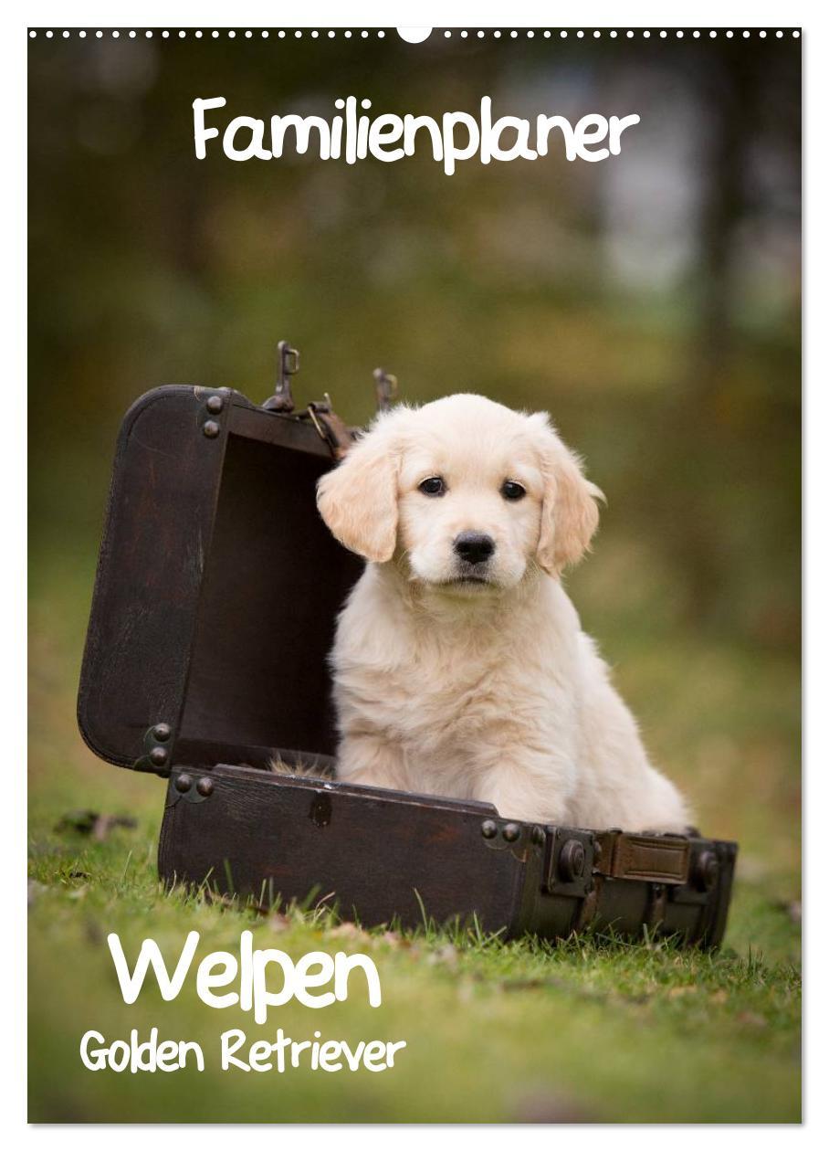 Vorderes Coverbild Familienplaner: Golden Retriever Welpen (Wandkalender 2026 DIN A2 hoch), CALVENDO Monatskalender