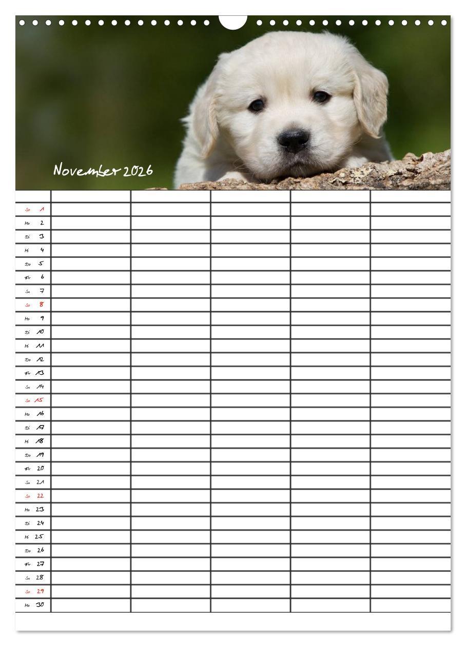 Beispielinhalt (Bild) Familienplaner: Golden Retriever Welpen (Wandkalender 2026 DIN A3 hoch), CALVENDO Monatskalender