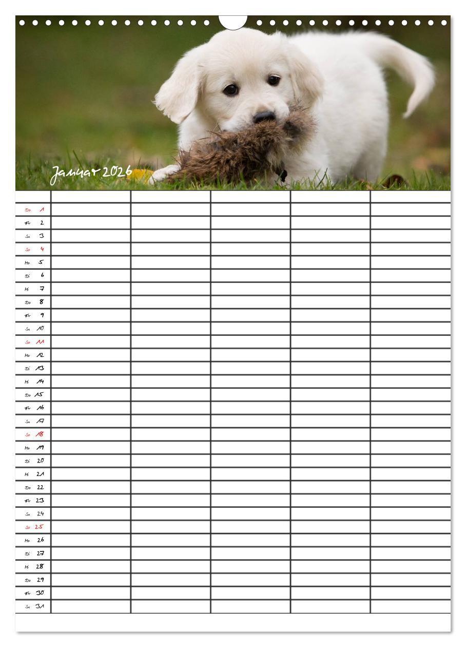 Beispielinhalt (Bild) Familienplaner: Golden Retriever Welpen (Wandkalender 2026 DIN A3 hoch), CALVENDO Monatskalender