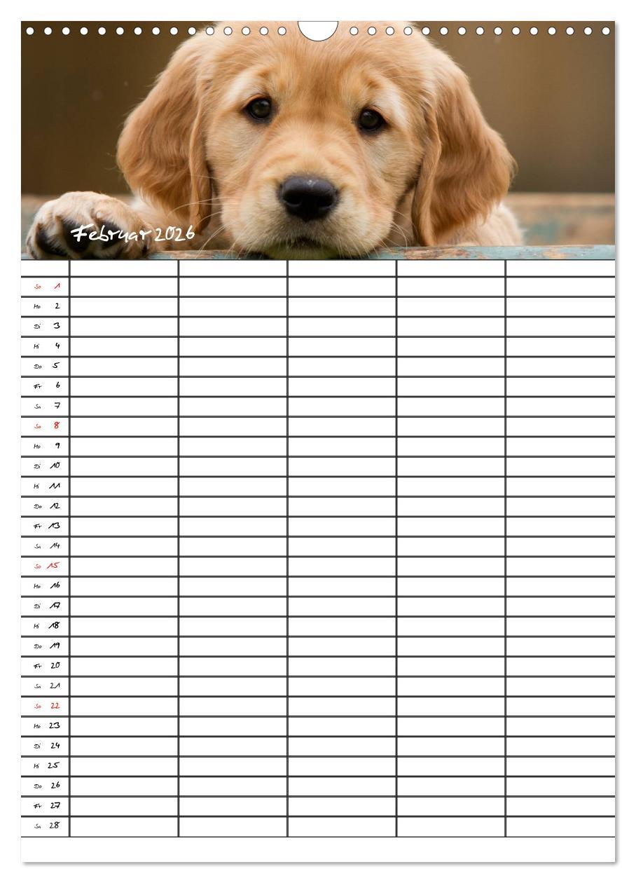 Beispielinhalt (Bild) Familienplaner: Golden Retriever Welpen (Wandkalender 2026 DIN A3 hoch), CALVENDO Monatskalender