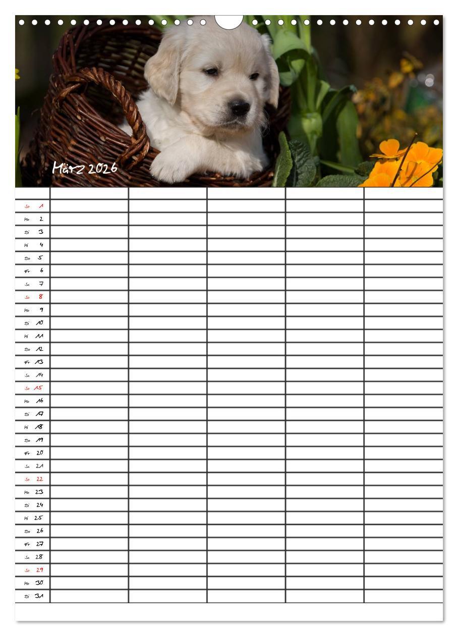 Beispielinhalt (Bild) Familienplaner: Golden Retriever Welpen (Wandkalender 2026 DIN A3 hoch), CALVENDO Monatskalender
