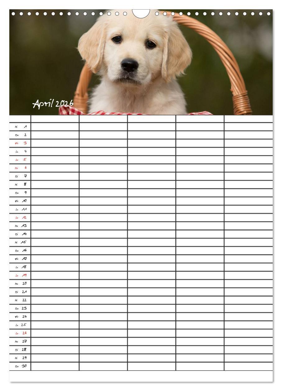 Beispielinhalt (Bild) Familienplaner: Golden Retriever Welpen (Wandkalender 2026 DIN A3 hoch), CALVENDO Monatskalender