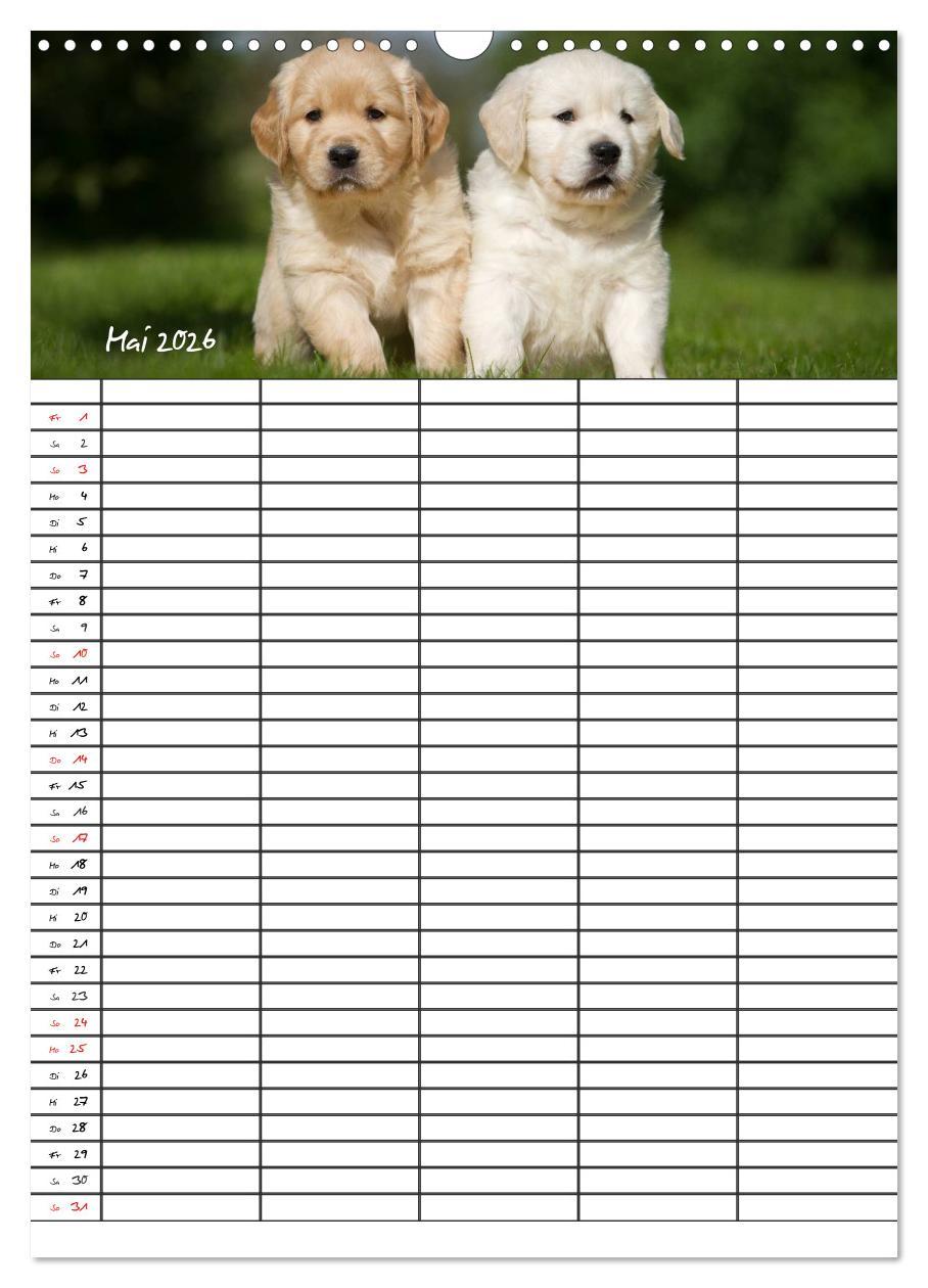 Beispielinhalt (Bild) Familienplaner: Golden Retriever Welpen (Wandkalender 2026 DIN A3 hoch), CALVENDO Monatskalender