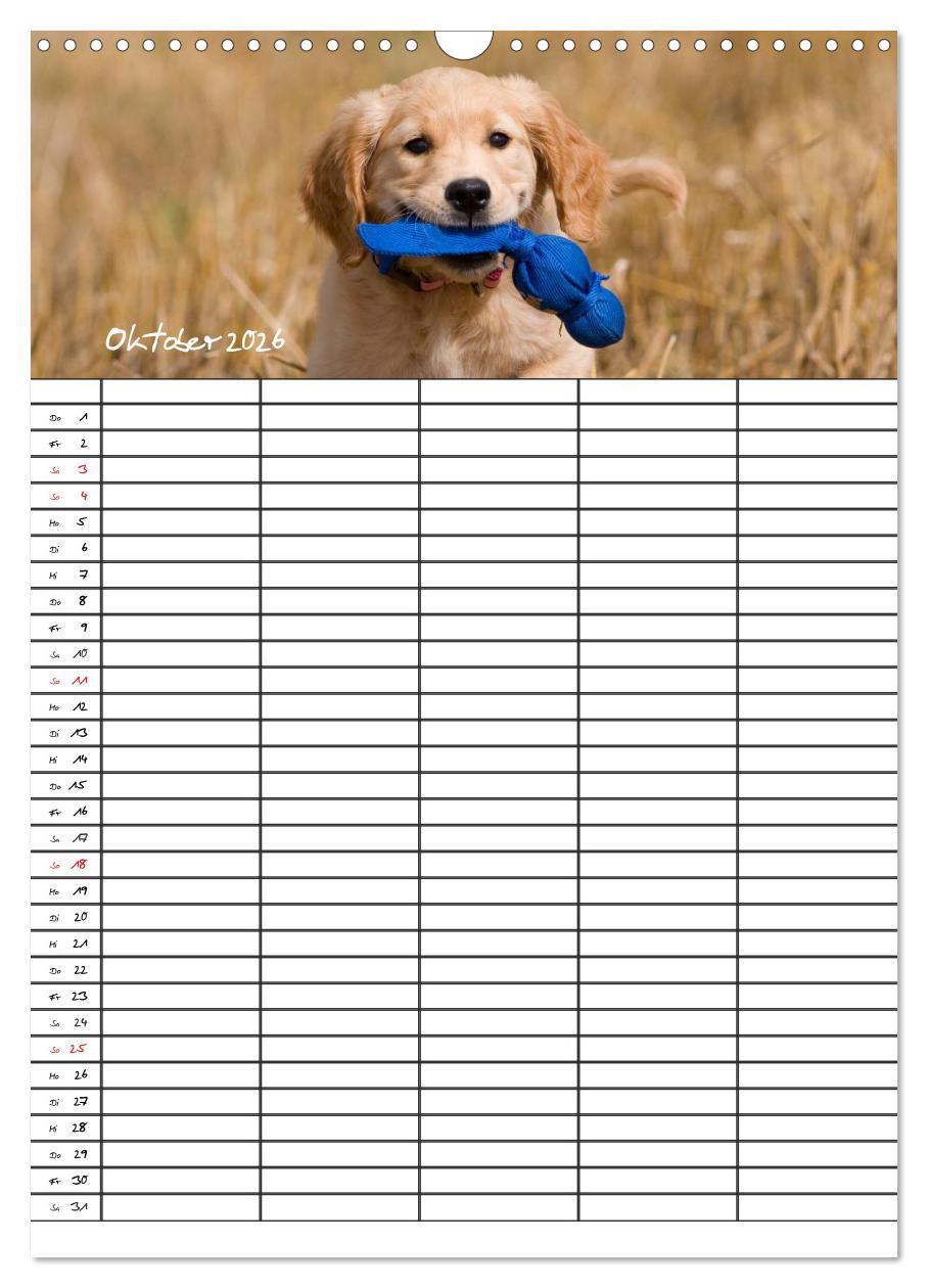 Beispielinhalt (Bild) Familienplaner: Golden Retriever Welpen (Wandkalender 2026 DIN A3 hoch), CALVENDO Monatskalender