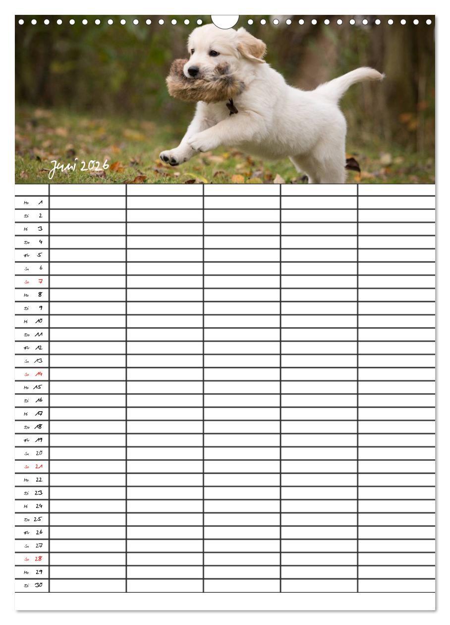 Beispielinhalt (Bild) Familienplaner: Golden Retriever Welpen (Wandkalender 2026 DIN A3 hoch), CALVENDO Monatskalender