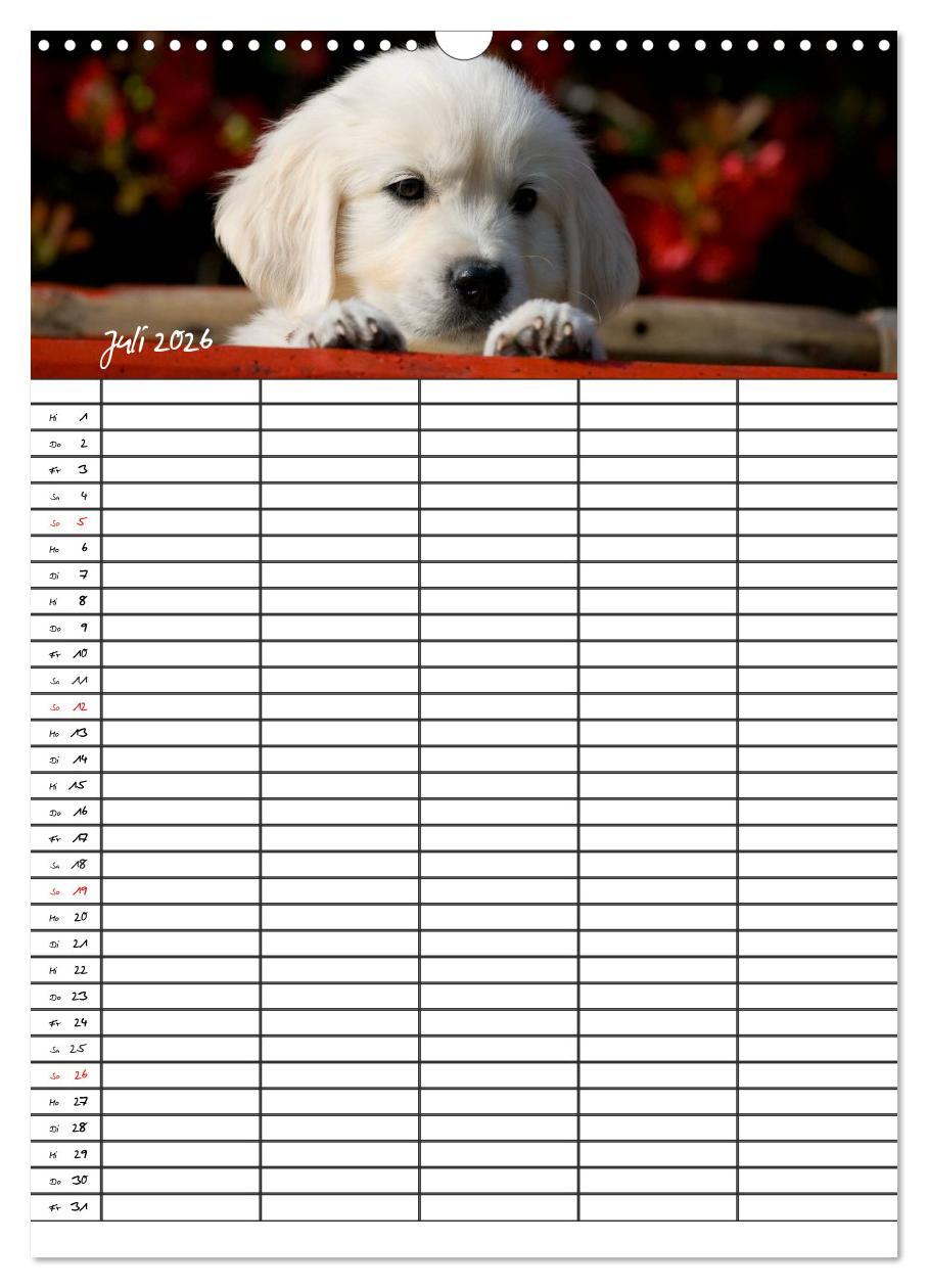 Beispielinhalt (Bild) Familienplaner: Golden Retriever Welpen (Wandkalender 2026 DIN A3 hoch), CALVENDO Monatskalender