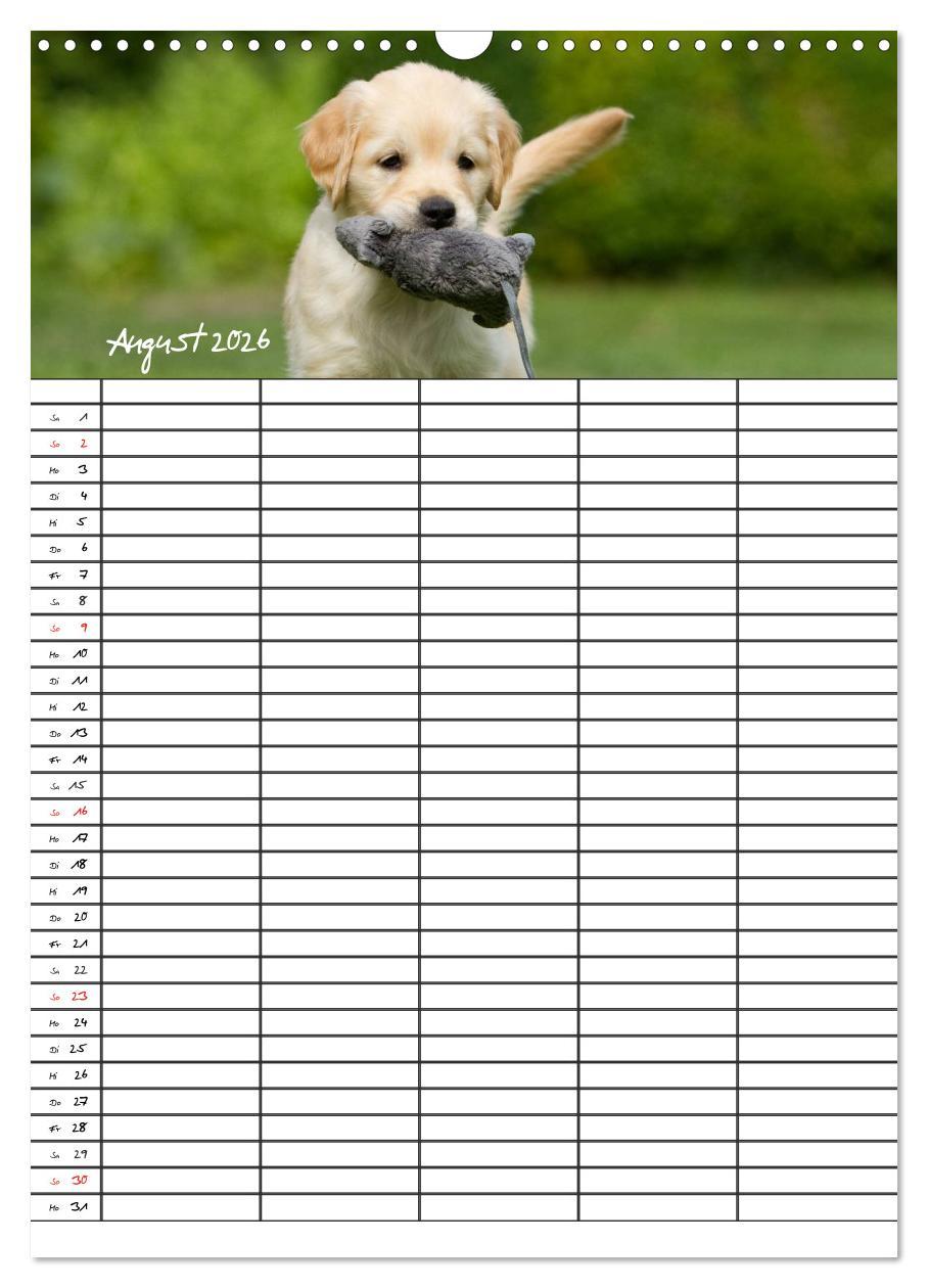 Beispielinhalt (Bild) Familienplaner: Golden Retriever Welpen (Wandkalender 2026 DIN A3 hoch), CALVENDO Monatskalender