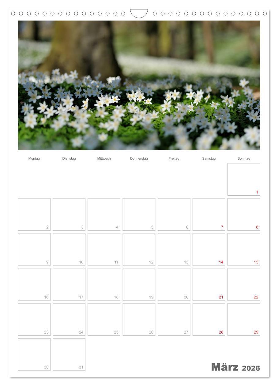 Beispielinhalt (Bild) Insel Rügen / Planer (Wandkalender 2026 DIN A3 hoch), CALVENDO Monatskalender