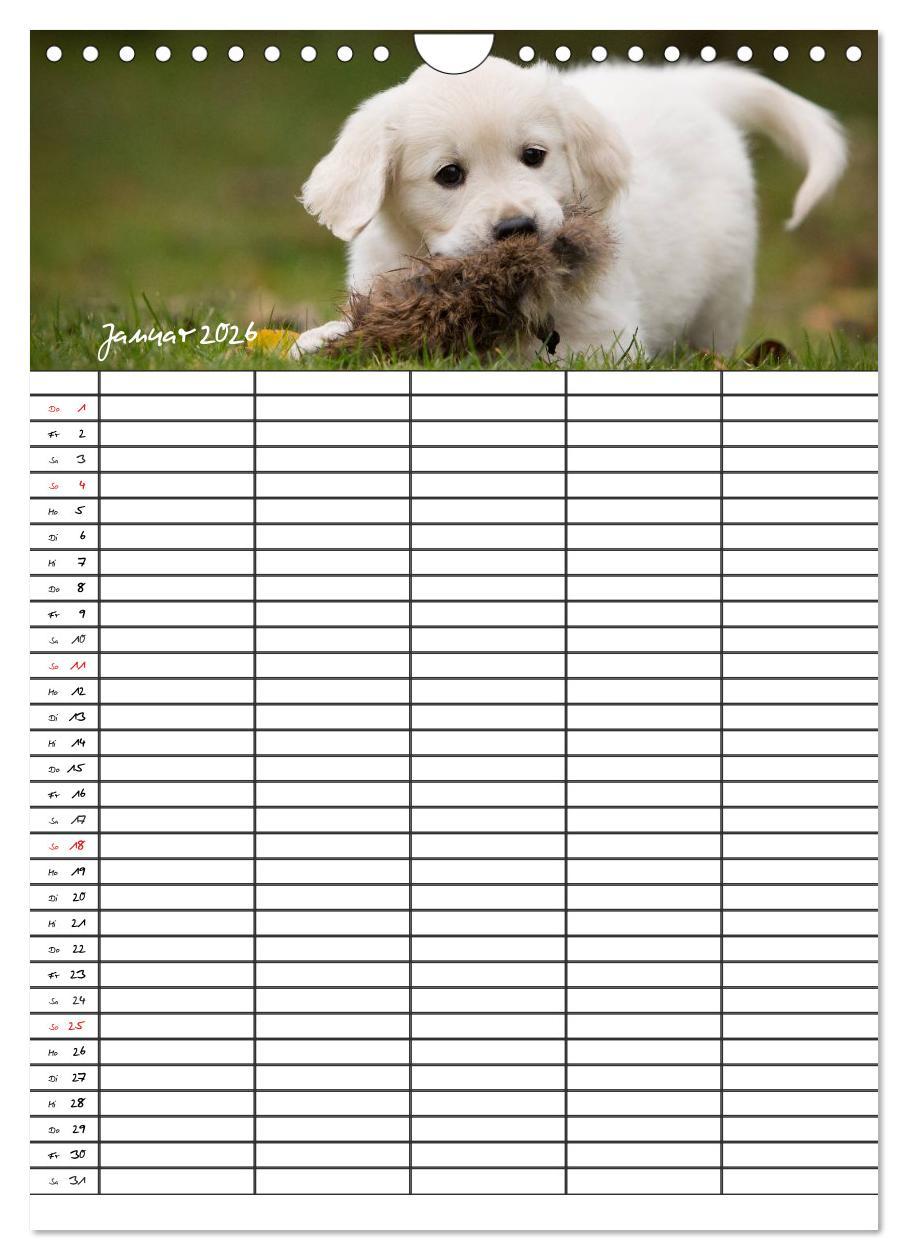 Beispielinhalt (Bild) Familienplaner: Golden Retriever Welpen (Wandkalender 2026 DIN A4 hoch), CALVENDO Monatskalender