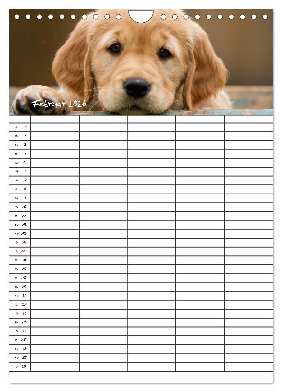 Beispielinhalt (Bild) Familienplaner: Golden Retriever Welpen (Wandkalender 2026 DIN A4 hoch), CALVENDO Monatskalender