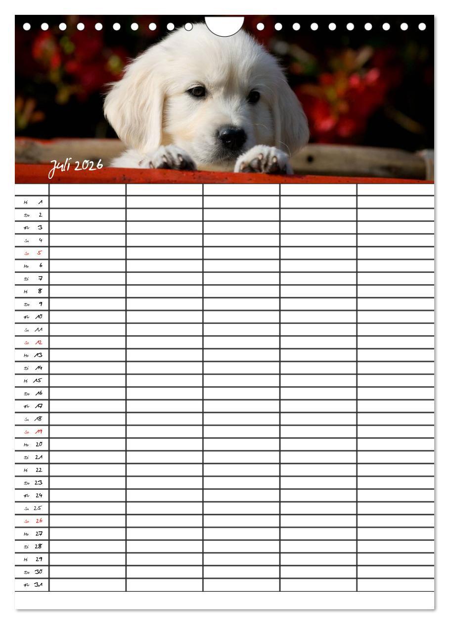 Beispielinhalt (Bild) Familienplaner: Golden Retriever Welpen (Wandkalender 2026 DIN A4 hoch), CALVENDO Monatskalender