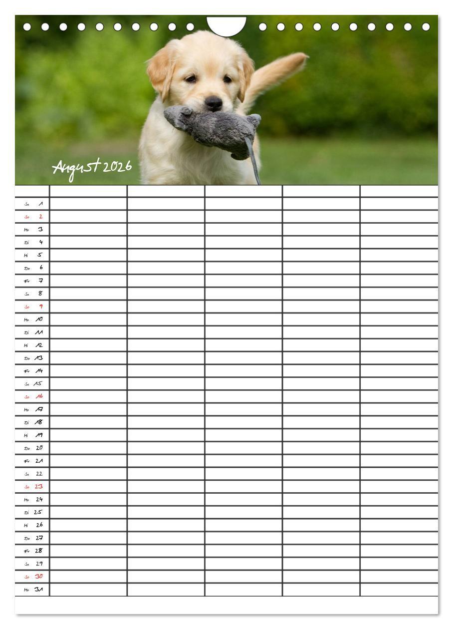 Beispielinhalt (Bild) Familienplaner: Golden Retriever Welpen (Wandkalender 2026 DIN A4 hoch), CALVENDO Monatskalender