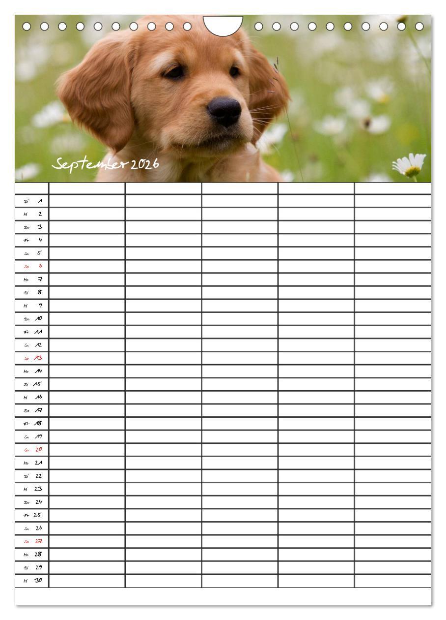 Beispielinhalt (Bild) Familienplaner: Golden Retriever Welpen (Wandkalender 2026 DIN A4 hoch), CALVENDO Monatskalender