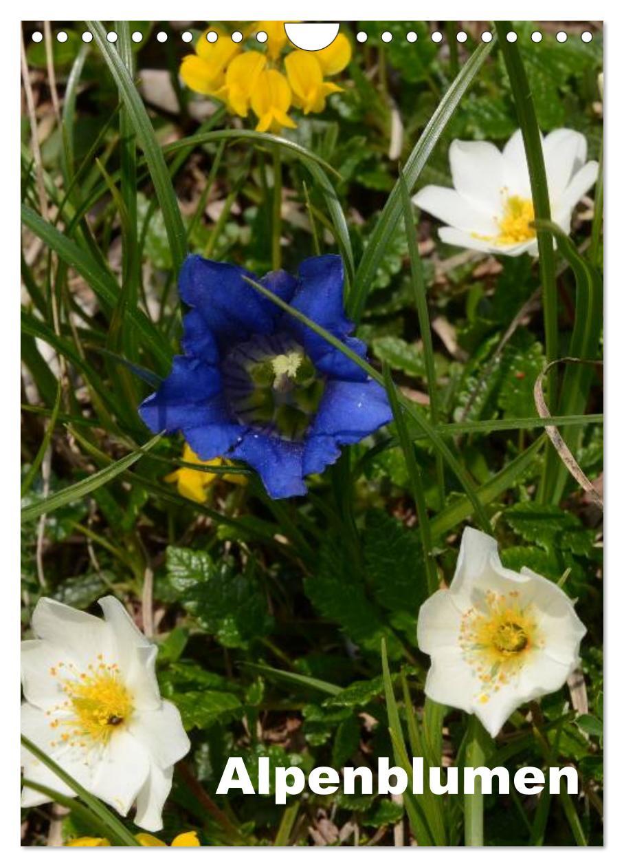 Vorderes Coverbild Alpenblumen (Wandkalender 2026 DIN A4 hoch), CALVENDO Monatskalender