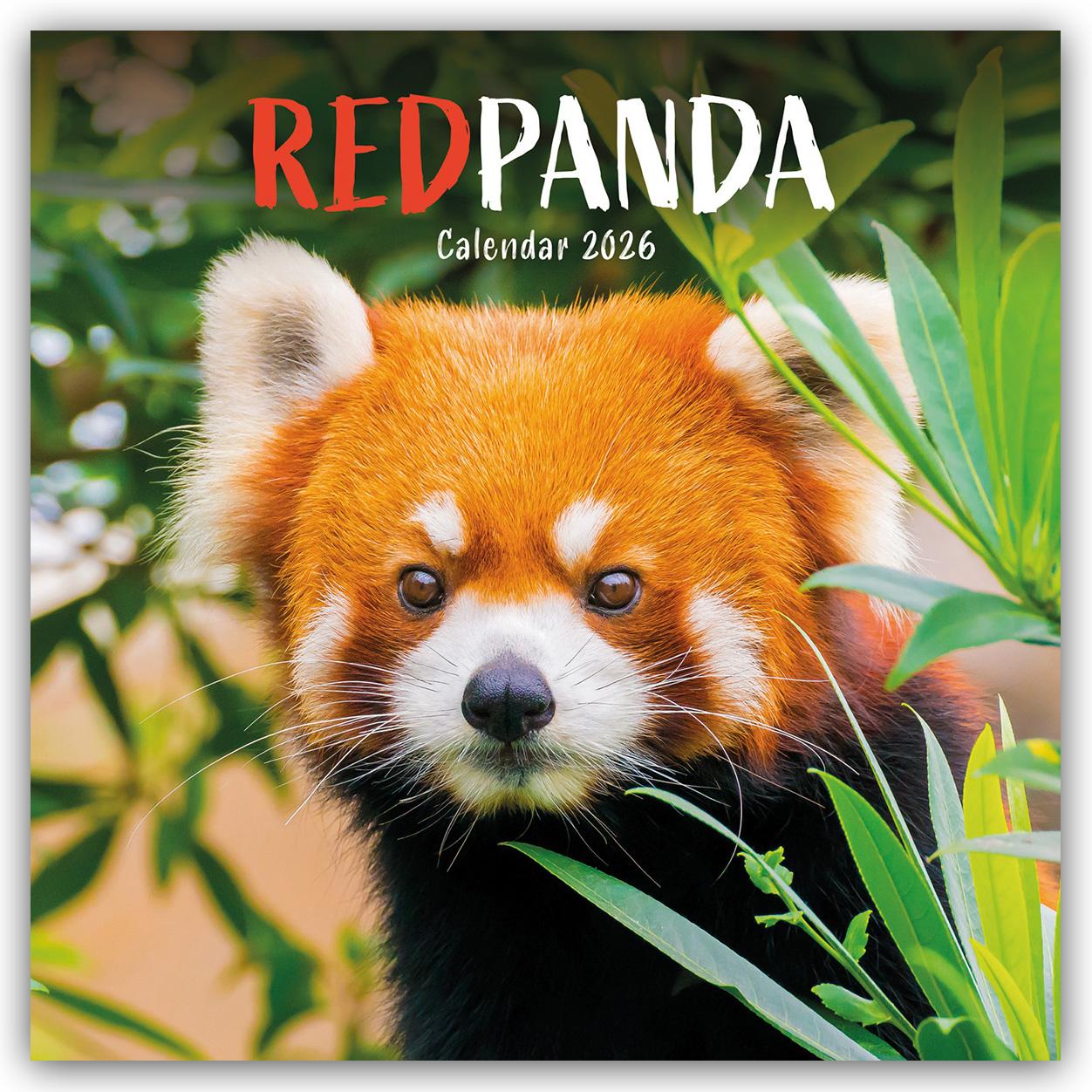 Vorderes Coverbild Red Panda - Rote Pandas - Rote Pandabären 2026 - Wand-Kalender