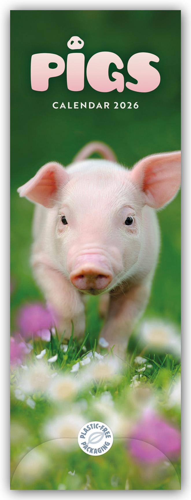Vorderes Coverbild Pigs - Ferkel - Schweinchen 2026 - Slimline-Kalender