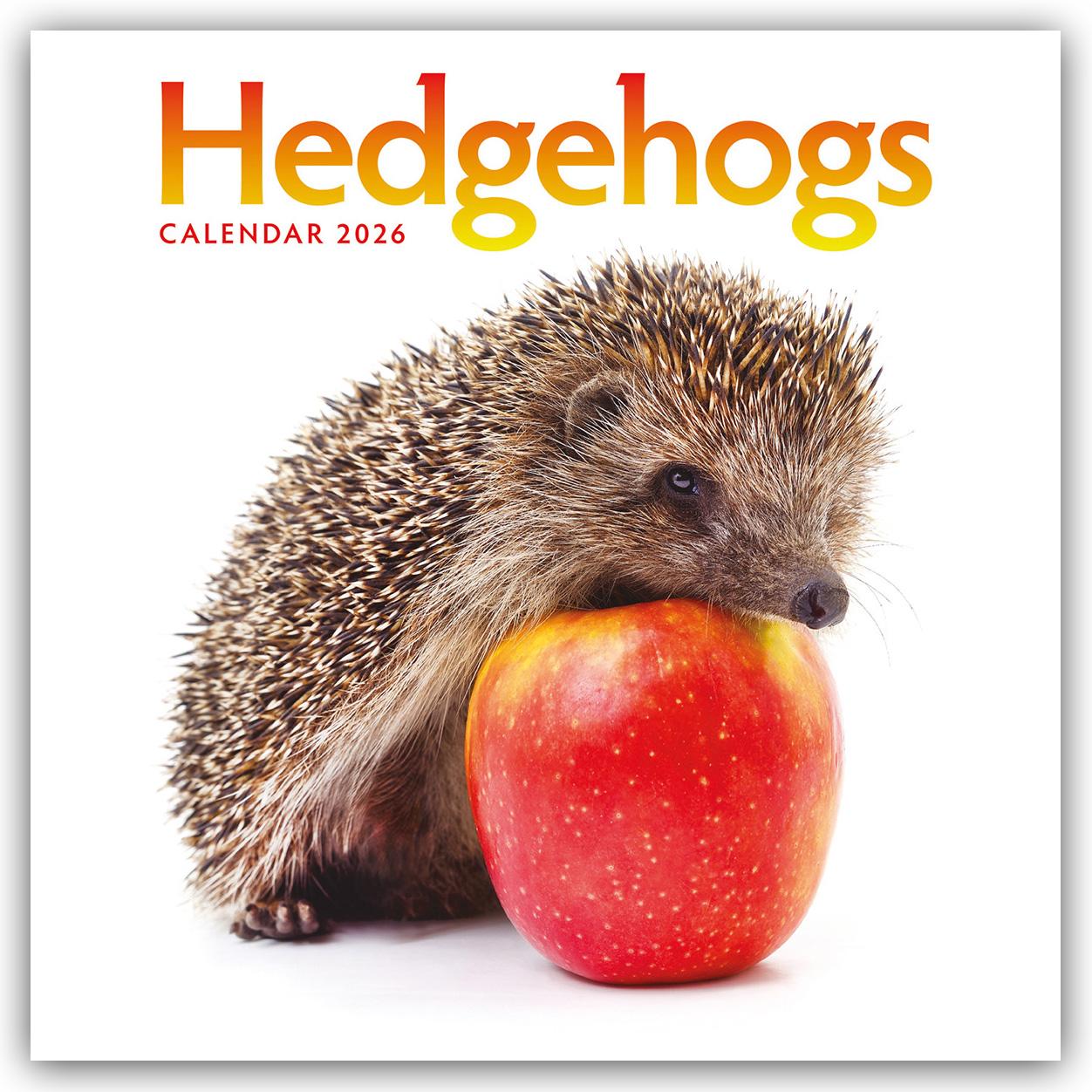 Vorderes Coverbild Hedgehogs - Igel 2026 - Wand-Kalender