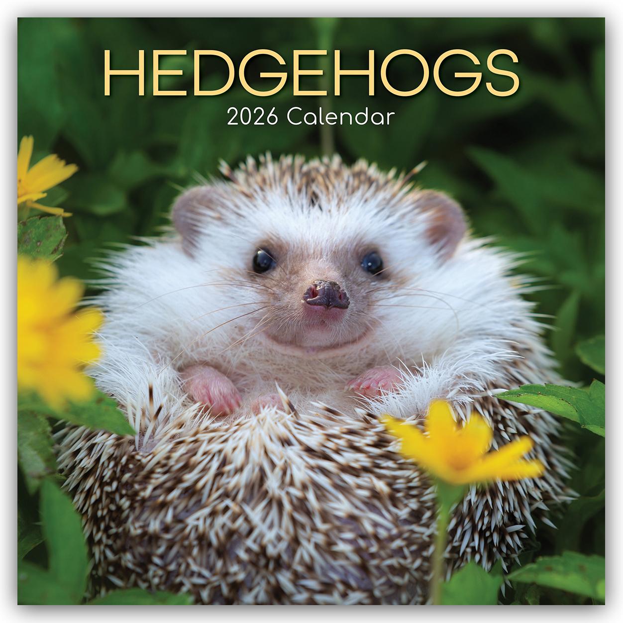 Vorderes Coverbild Hedgehogs - Igel 2026 - 16-Monatskalender