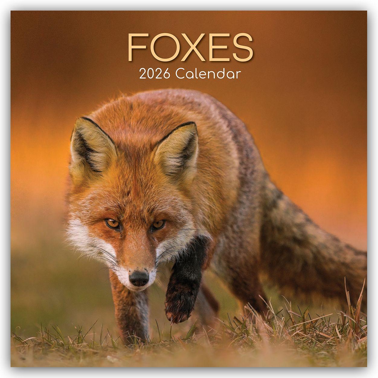 Vorderes Coverbild Foxes - Füchse 2026 - 16-Monatskalender