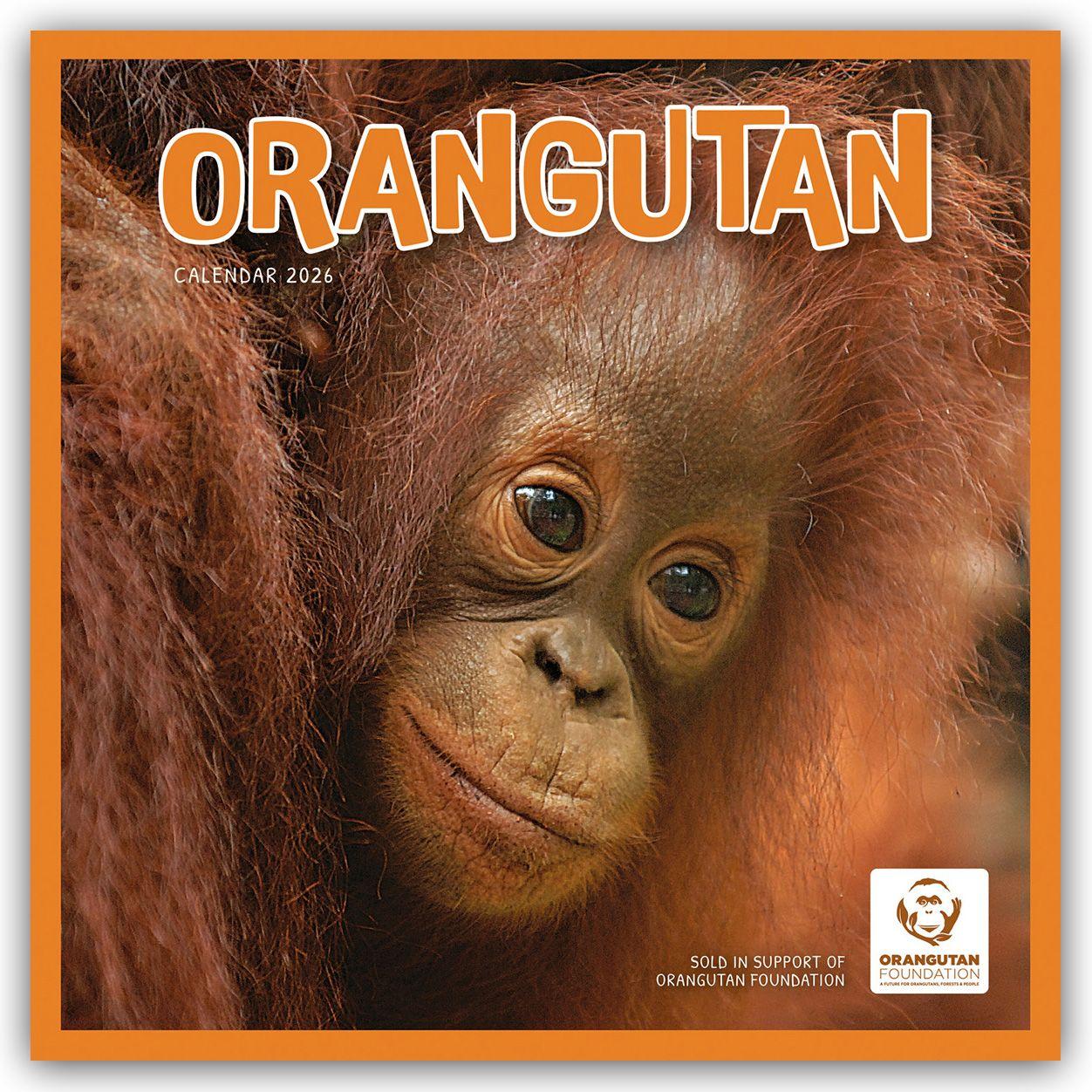Vorderes Coverbild Orangutan - Orang-Utan 2026 - Wand-Kalender