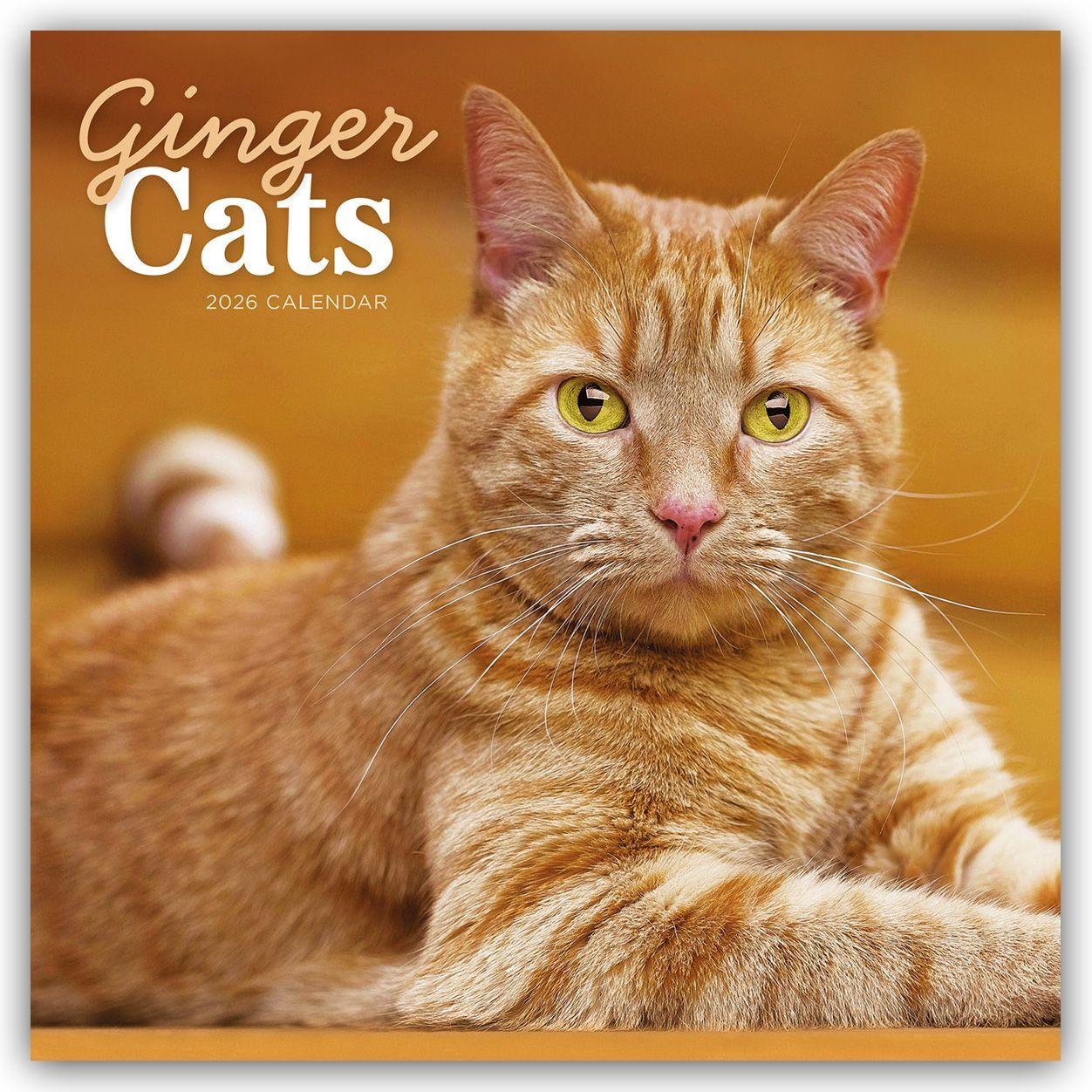 Vorderes Coverbild Ginger Cats - Rothaarige Katzen 2026 - Wand-Kalender