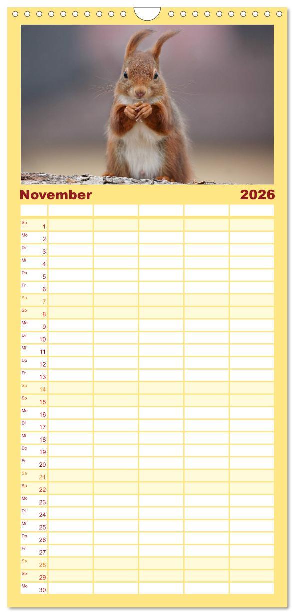 Beispielinhalt (Bild) Familienplaner 2026 - Eichhörnchen in zauberhaften Posen mit 5 Spalten (Wandkalender, 21 x 45 cm) CALVENDO