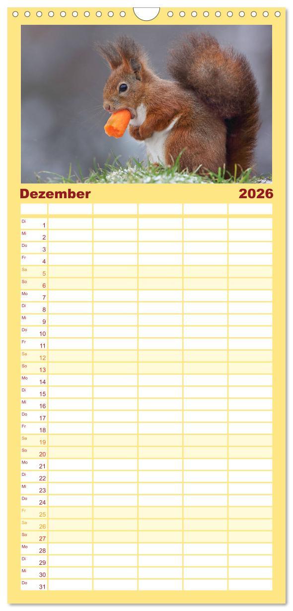 Beispielinhalt (Bild) Familienplaner 2026 - Eichhörnchen in zauberhaften Posen mit 5 Spalten (Wandkalender, 21 x 45 cm) CALVENDO