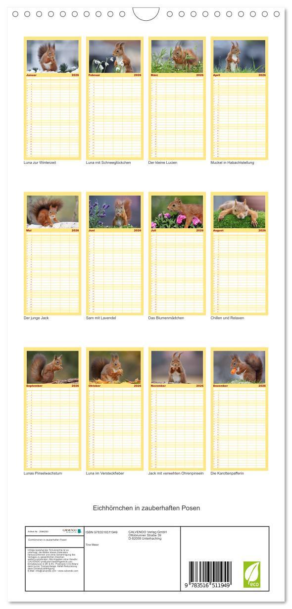 Beispielinhalt (Bild) Familienplaner 2026 - Eichhörnchen in zauberhaften Posen mit 5 Spalten (Wandkalender, 21 x 45 cm) CALVENDO