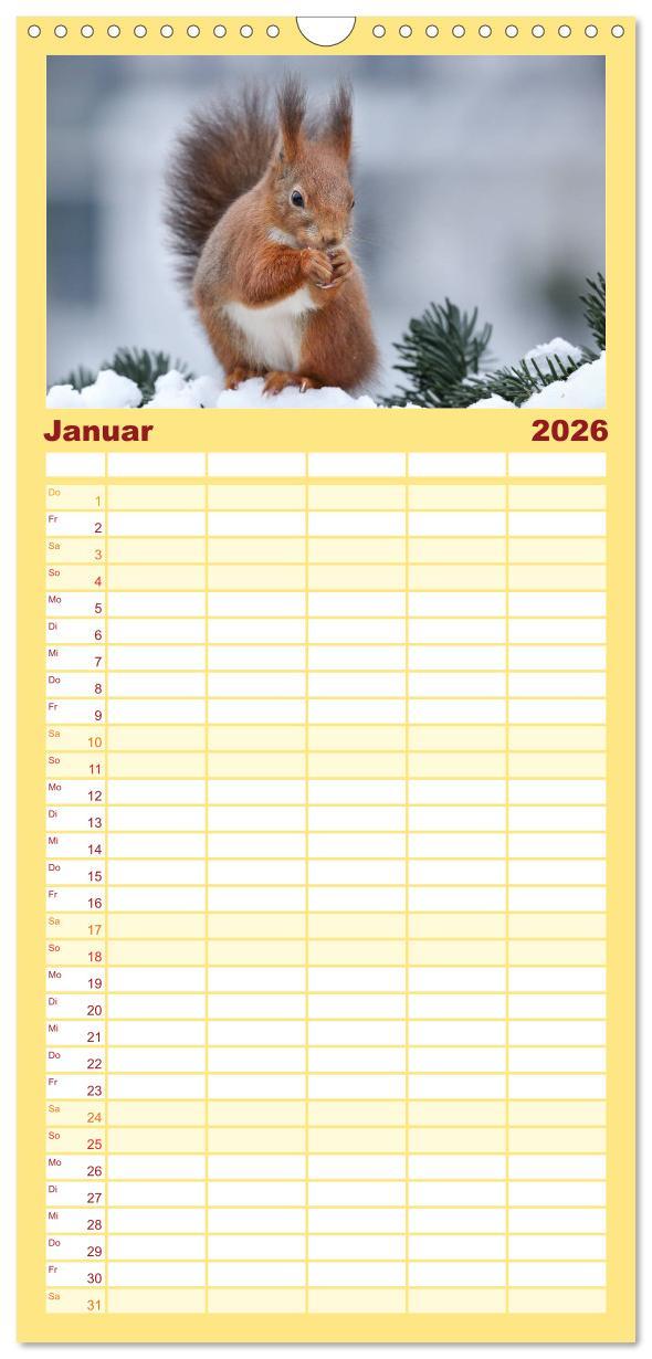 Beispielinhalt (Bild) Familienplaner 2026 - Eichhörnchen in zauberhaften Posen mit 5 Spalten (Wandkalender, 21 x 45 cm) CALVENDO