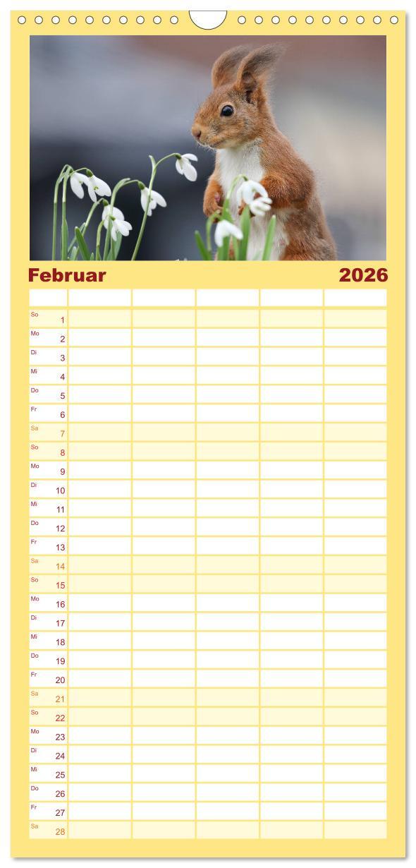 Beispielinhalt (Bild) Familienplaner 2026 - Eichhörnchen in zauberhaften Posen mit 5 Spalten (Wandkalender, 21 x 45 cm) CALVENDO