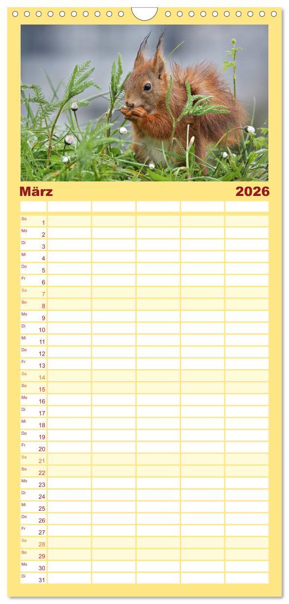 Beispielinhalt (Bild) Familienplaner 2026 - Eichhörnchen in zauberhaften Posen mit 5 Spalten (Wandkalender, 21 x 45 cm) CALVENDO