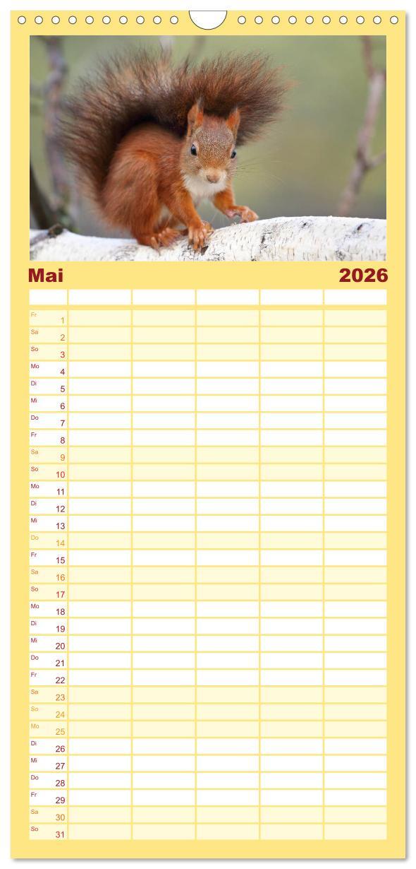 Beispielinhalt (Bild) Familienplaner 2026 - Eichhörnchen in zauberhaften Posen mit 5 Spalten (Wandkalender, 21 x 45 cm) CALVENDO