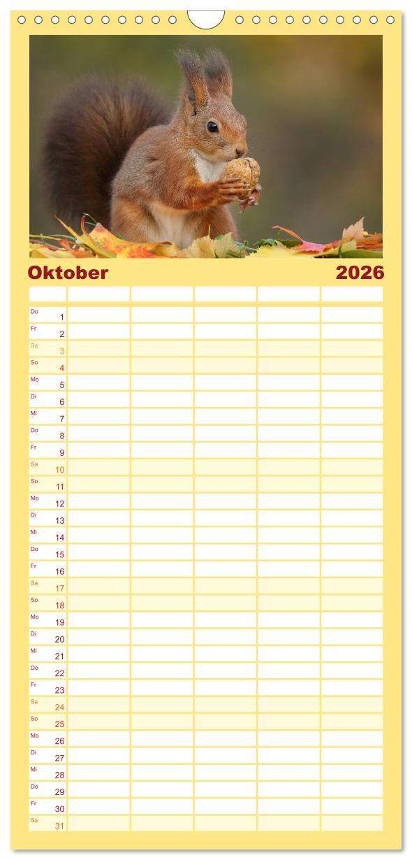 Beispielinhalt (Bild) Familienplaner 2026 - Eichhörnchen in zauberhaften Posen mit 5 Spalten (Wandkalender, 21 x 45 cm) CALVENDO