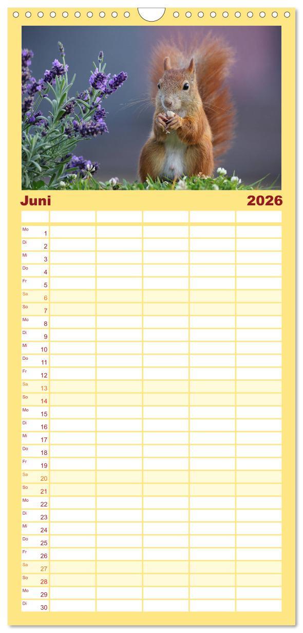 Beispielinhalt (Bild) Familienplaner 2026 - Eichhörnchen in zauberhaften Posen mit 5 Spalten (Wandkalender, 21 x 45 cm) CALVENDO