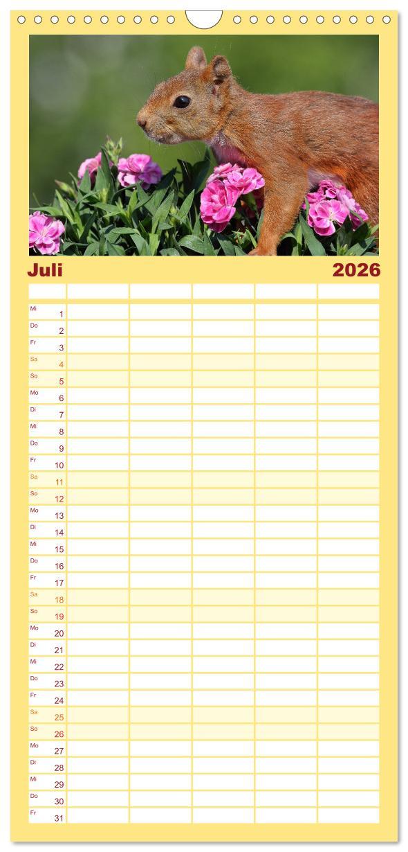 Beispielinhalt (Bild) Familienplaner 2026 - Eichhörnchen in zauberhaften Posen mit 5 Spalten (Wandkalender, 21 x 45 cm) CALVENDO