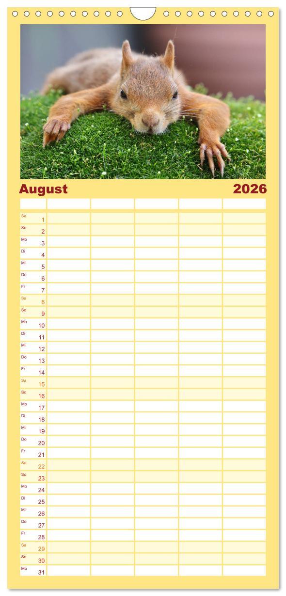 Beispielinhalt (Bild) Familienplaner 2026 - Eichhörnchen in zauberhaften Posen mit 5 Spalten (Wandkalender, 21 x 45 cm) CALVENDO