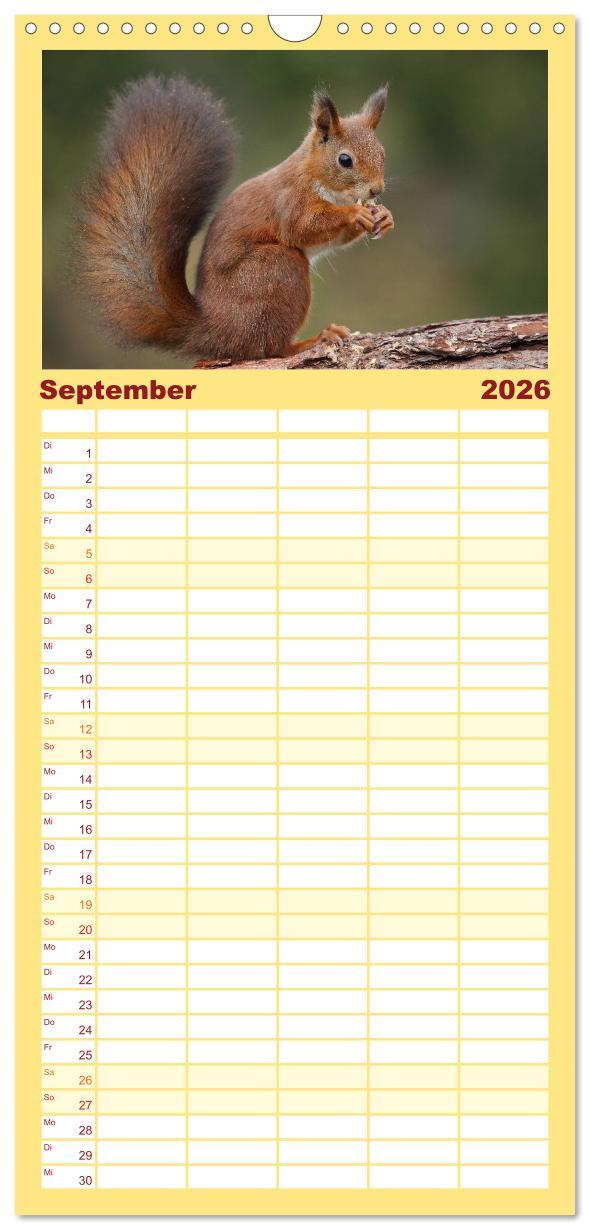 Beispielinhalt (Bild) Familienplaner 2026 - Eichhörnchen in zauberhaften Posen mit 5 Spalten (Wandkalender, 21 x 45 cm) CALVENDO