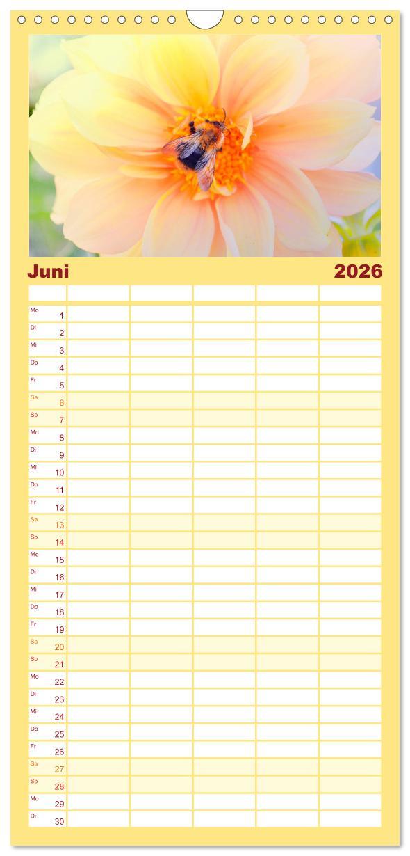 Beispielinhalt (Bild) Familienplaner 2026 - Bienen - Die fleißigen Tierchen die den Honig herstellen. mit 5 Spalten (Wandkalender, 21 x 45 cm) CALVENDO