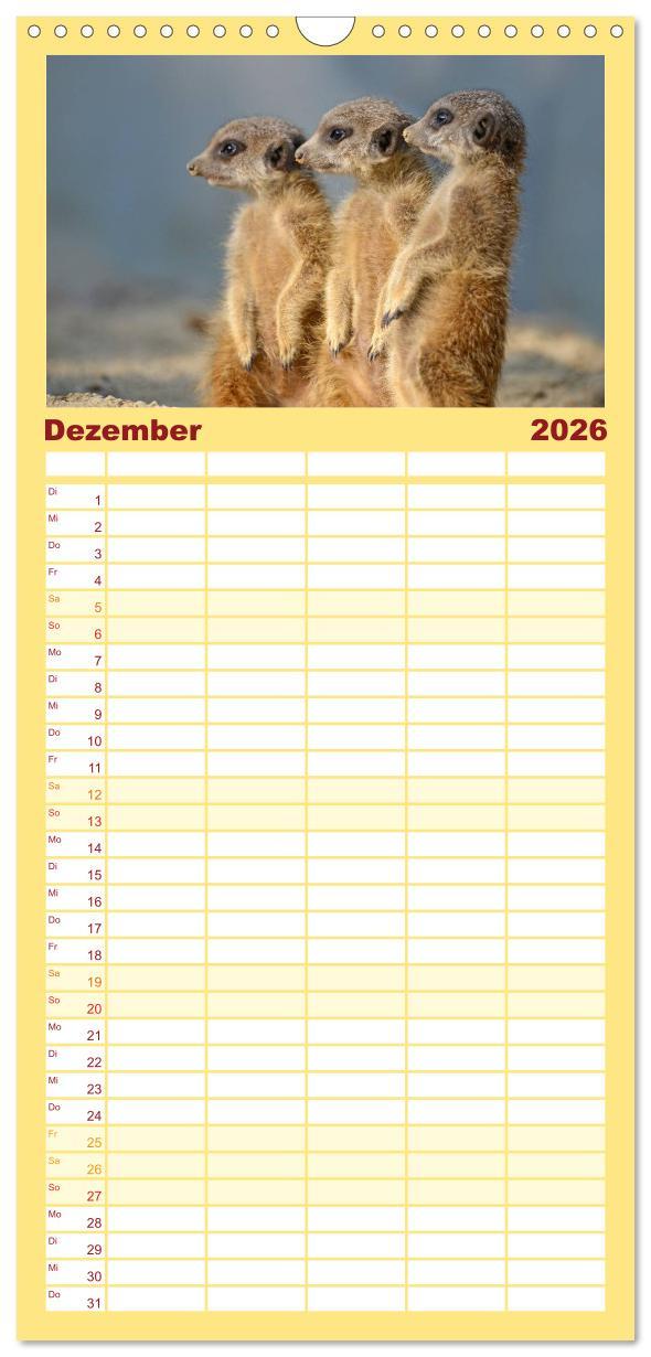 Beispielinhalt (Bild) Familienplaner 2026 - Lustige Erdmännchen mit 5 Spalten (Wandkalender, 21 x 45 cm) CALVENDO