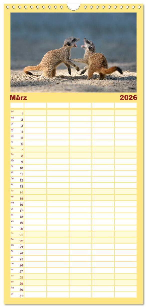 Beispielinhalt (Bild) Familienplaner 2026 - Lustige Erdmännchen mit 5 Spalten (Wandkalender, 21 x 45 cm) CALVENDO