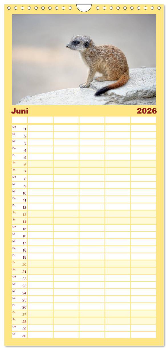 Beispielinhalt (Bild) Familienplaner 2026 - Lustige Erdmännchen mit 5 Spalten (Wandkalender, 21 x 45 cm) CALVENDO