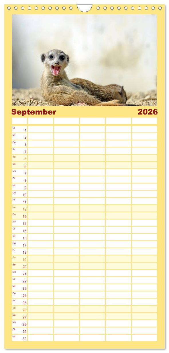 Beispielinhalt (Bild) Familienplaner 2026 - Lustige Erdmännchen mit 5 Spalten (Wandkalender, 21 x 45 cm) CALVENDO