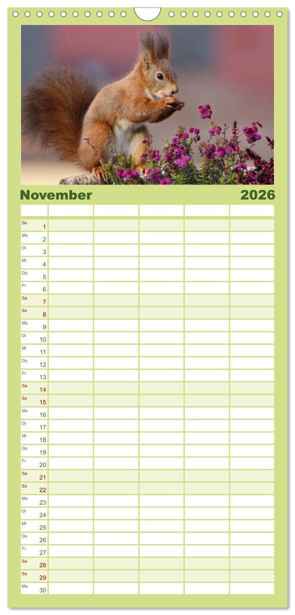Beispielinhalt (Bild) Familienplaner 2026 - Eichhörnchen Momentaufnahmen fürs Herz mit 5 Spalten (Wandkalender, 21 x 45 cm) CALVENDO